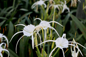 白花水鬼蕉