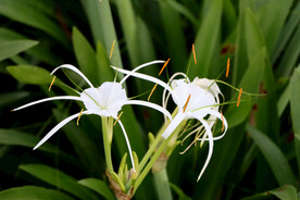 白花水鬼蕉