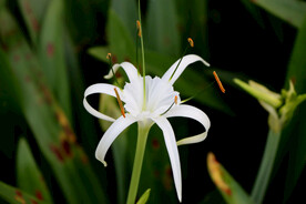 白花水鬼蕉
