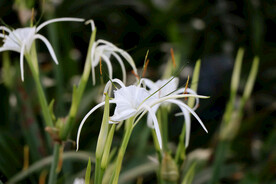 白花水鬼蕉