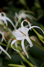 白花水鬼蕉