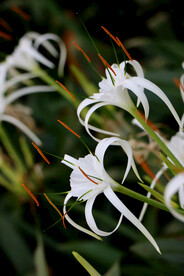 白花水鬼蕉