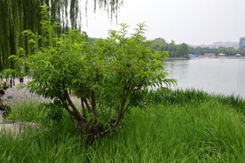 公园风景