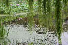 公园风景 