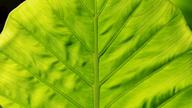 绿植树叶