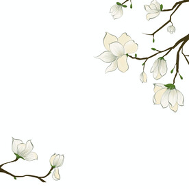 玉兰花