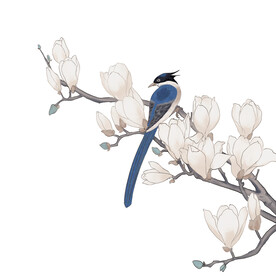 玉兰花小鸟