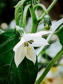 雨后的辣椒花青椒甜椒果实未成熟