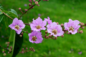 紫薇花