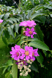 紫薇花