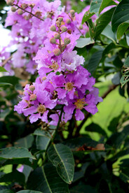 紫薇花