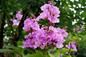 紫薇花