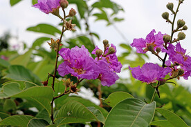 紫薇花