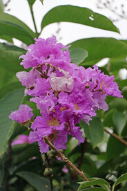 紫薇花