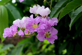 紫薇花