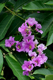 紫薇花
