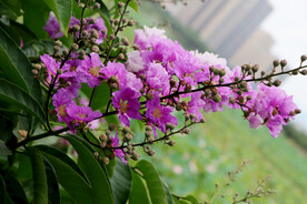 紫薇花
