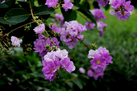 紫薇花