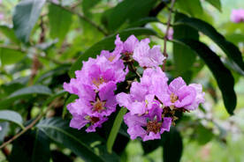 紫薇花