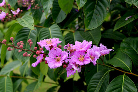 紫薇花