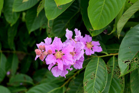 紫薇花