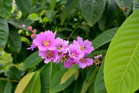 紫薇花