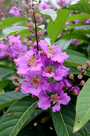 紫薇花