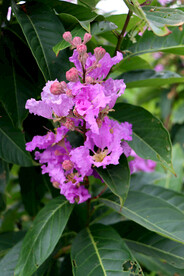 紫薇花