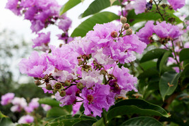 紫薇花