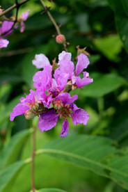 紫薇花