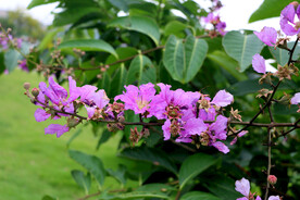 紫薇花