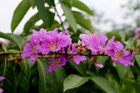 紫薇花