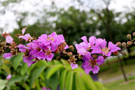 紫薇花