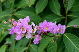 紫薇花