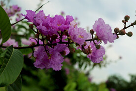 紫薇花