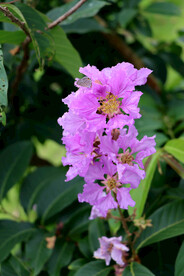 紫薇花