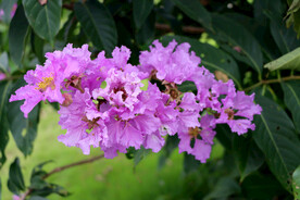 紫薇花