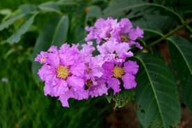 紫薇花