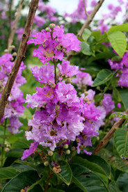 紫薇花