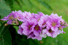 紫薇花枝