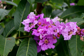 紫薇花