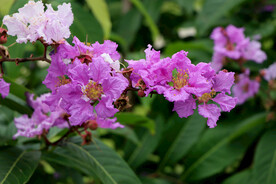 紫薇花