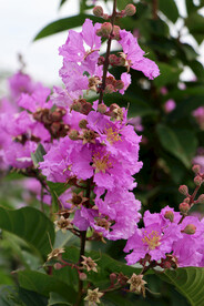 紫薇花