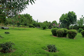 绿草地
