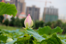 荷花花苞