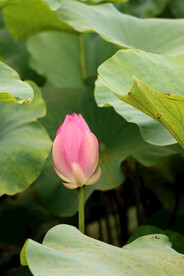 荷花花苞