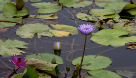 睡莲花