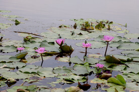 睡莲花