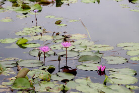 睡莲花