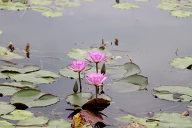 睡莲花